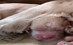 Cockapoo dogs for sale: Cockapoo puppies - Image 9