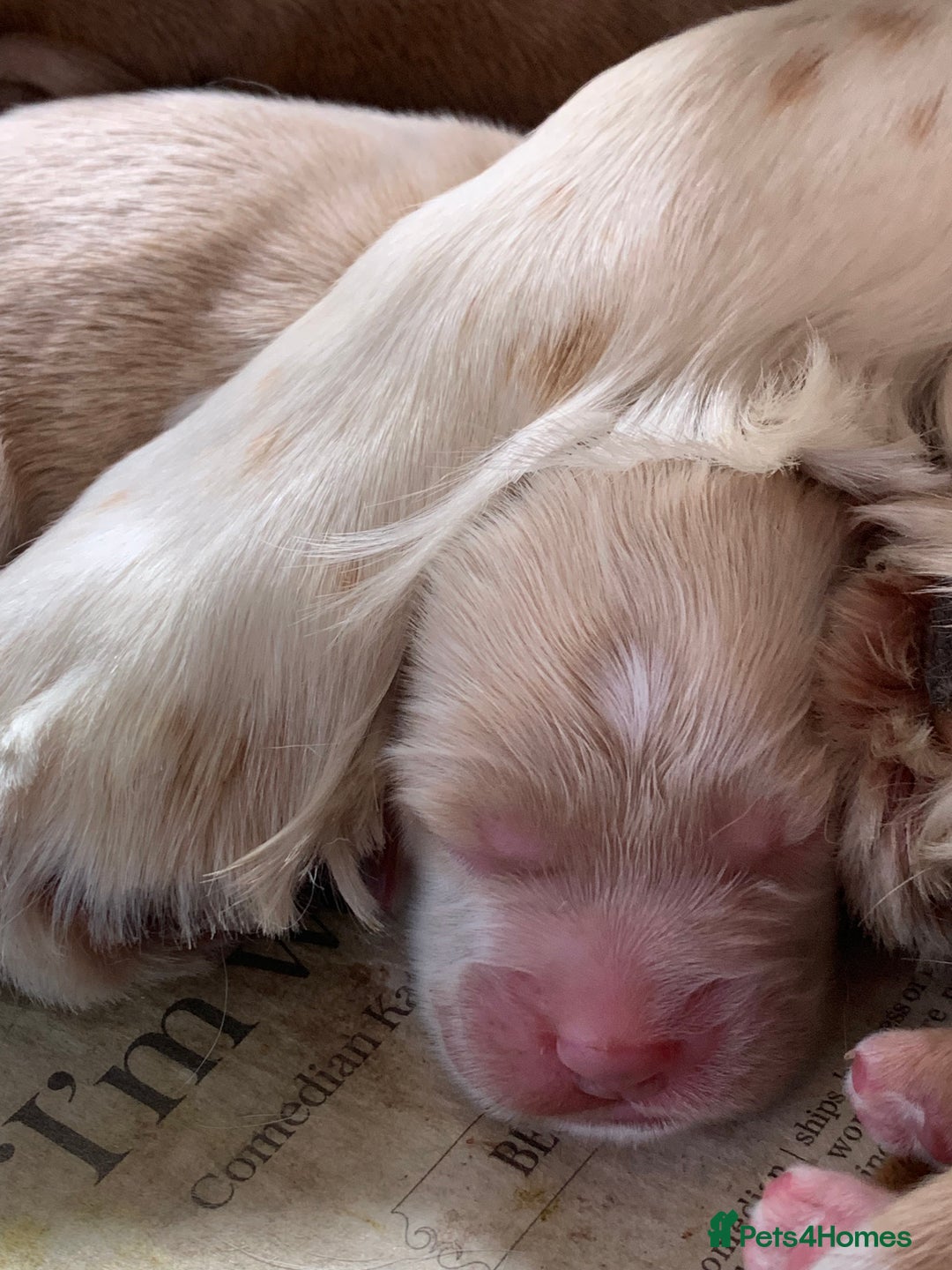 Cockapoo dogs for sale: Cockapoo puppies - Image 9