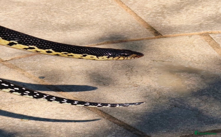 Snake reptiles - Advert 1