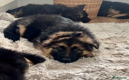 German Shepherd dogs for sale: 🌟READY🌟- KC registered Long Haired GSD pups♥️ - Image 6