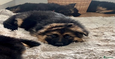 German Shepherd dogs - Advert 2