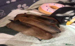 Miniature Pinscher dogs for sale: LAST PUP! Exceptional Miniature Pinscher Puppies - Image 4