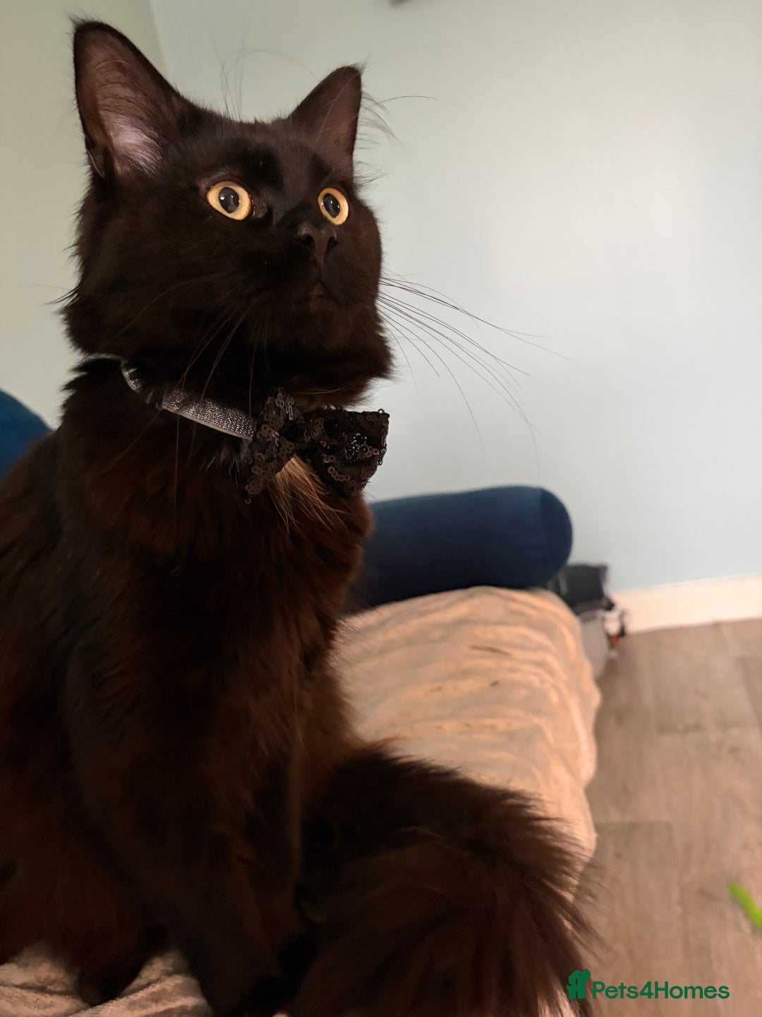 Maine Coon cats for sale: Maine coon mix kittens  - Advert 22