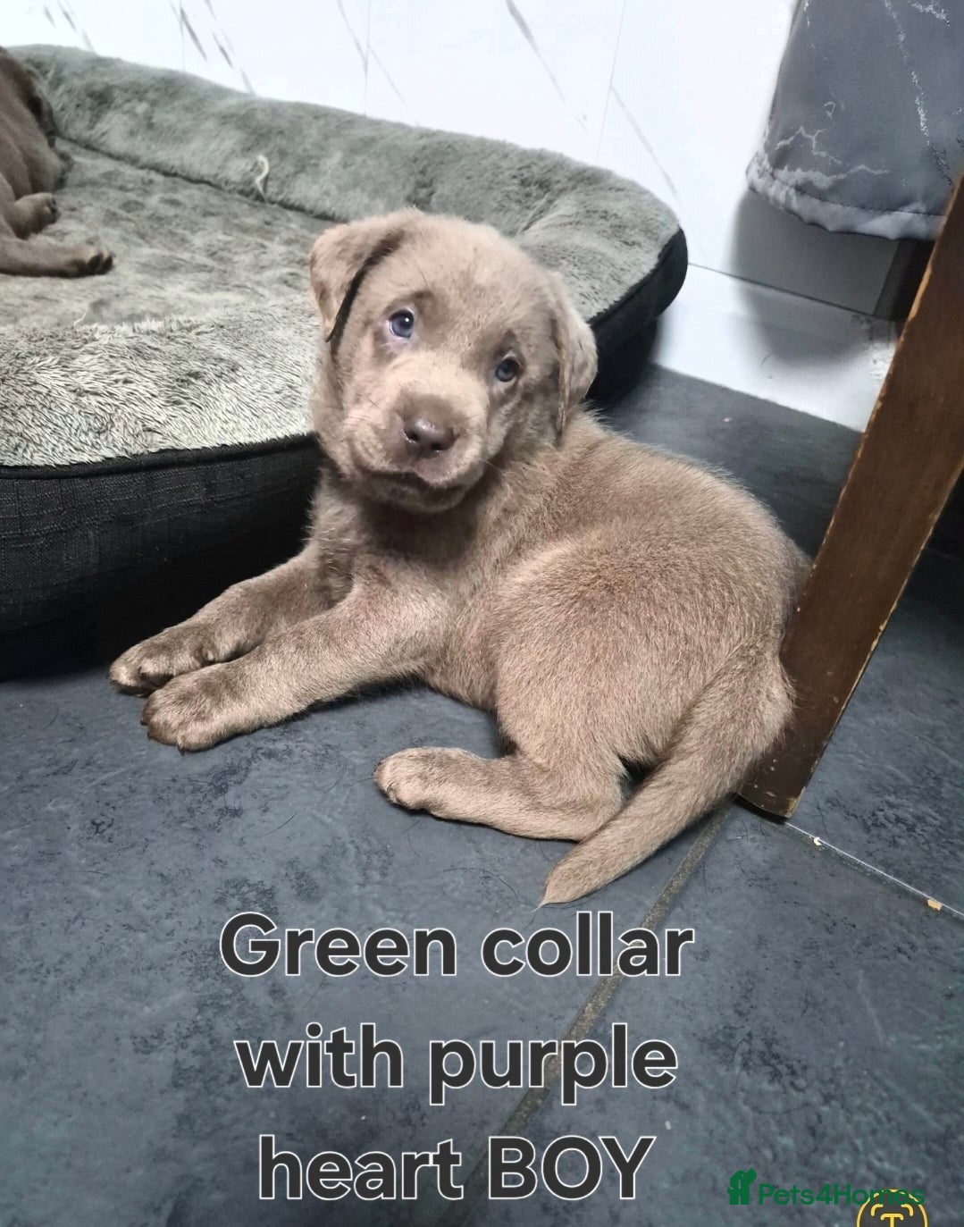 Labrador Retriever dogs 💎One boy and one girl Silver Labradors left 💎 - Advert 12