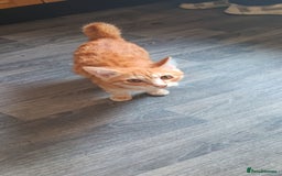 Kurilian Bobtail cats for sale: Russian korilian bobtail cross - Image 1