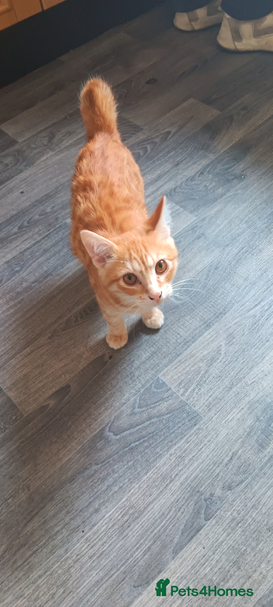 Kurilian Bobtail cats for sale: Russian korilian bobtail cross - Image 1
