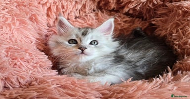 Maine Coon cats - Advert 3