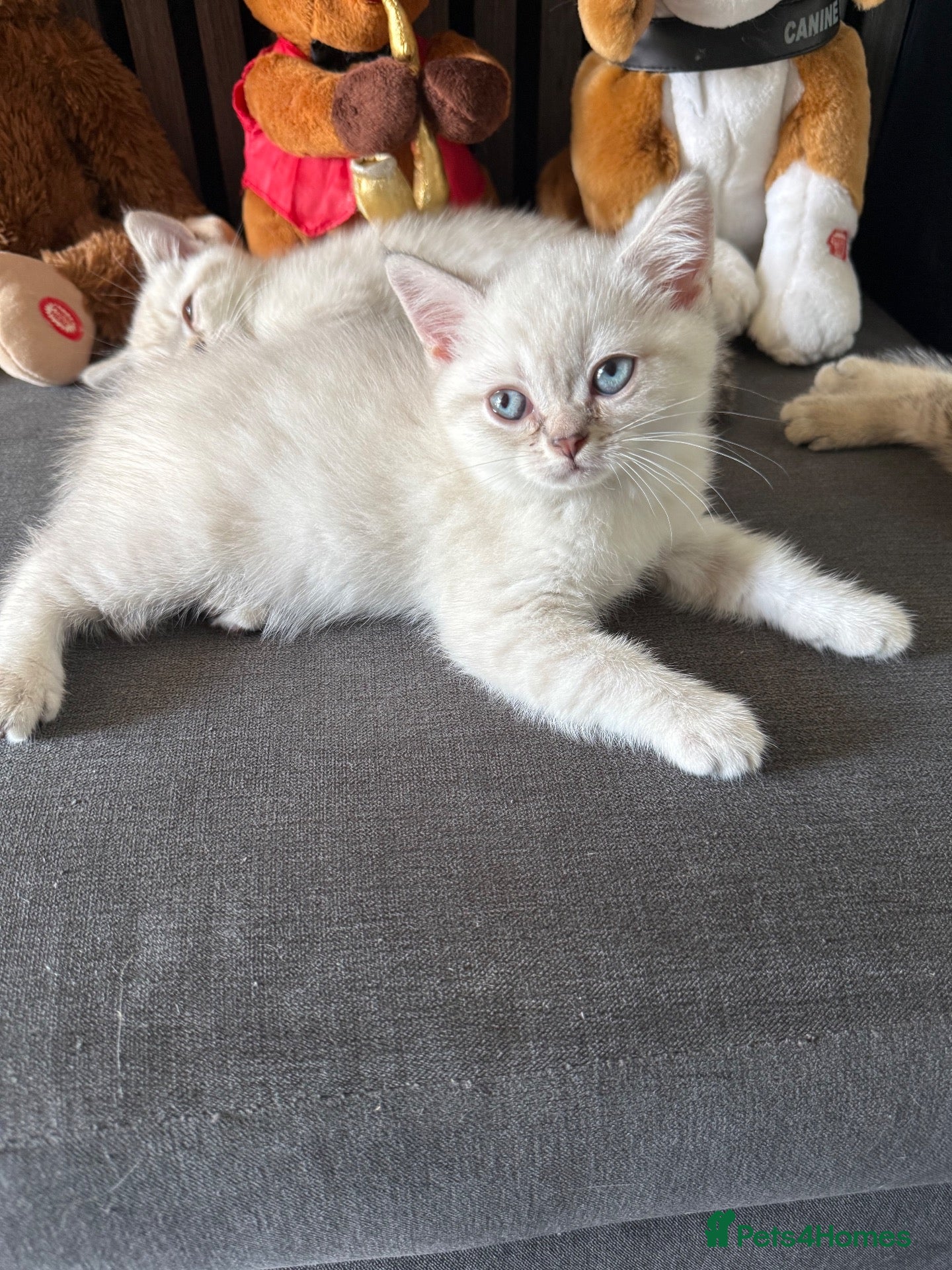 British Shorthair cats Amazing British Shorthair kitten - Advert 1