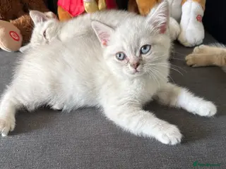 British Shorthair cats Amazing British Shorthair kitten - Advert 1
