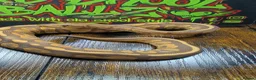 Python Snake reptiles for sale: Cinnamon ultramel  - Advert 3