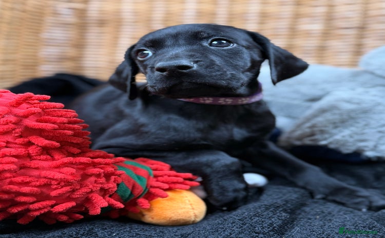 German Shorthaired Pointer dogs KC GSP Pups Health Tested Parents - Advert 11