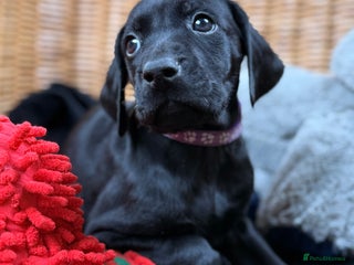 German Shorthaired Pointer dogs KC GSP Pups Health Tested Parents - Advert 12