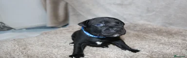 KC Black Staffy Boy – Dark Blue Collar | Champion Bloodline
