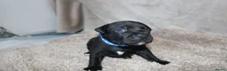Staffordshire Bull Terrier dogs for sale: KC Staffords | Blue & Black | Champion Bloodlines - Advert 13