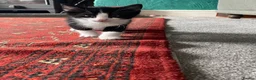 Mixed Breed cats for sale: Kittens ready now - Advert 2
