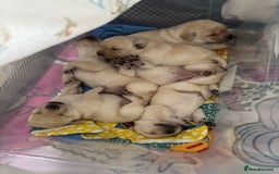 Labrador Retriever dogs for sale: 🐾 adorable Labrador Puppies- Taking Deposits Now - Image 11