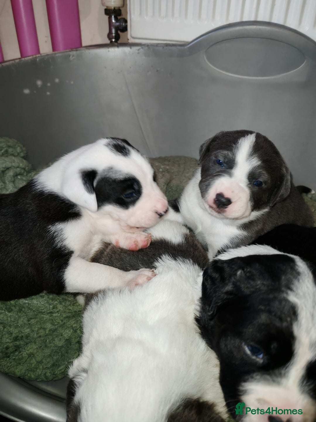 Mixed Breed dogs for sale: Old tyme bulldog x Border collie - Advert 8