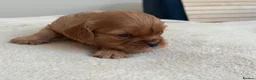 Cavalier King Charles Spaniel dogs for sale: 🧡One Ruby male KC & extensively Health tested - Advert 13