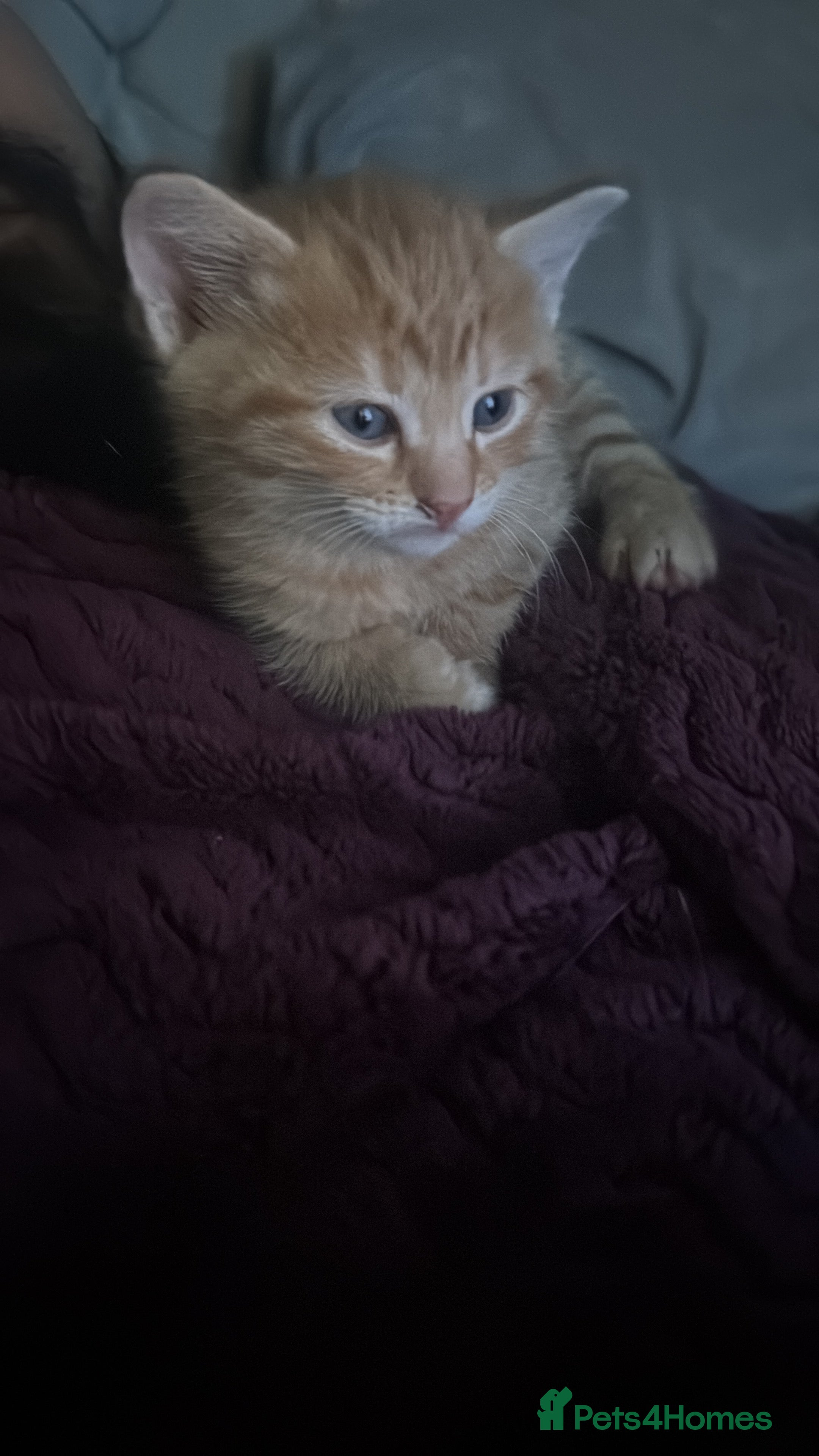 Mixed Breed cats Ginger boy  - Advert 7