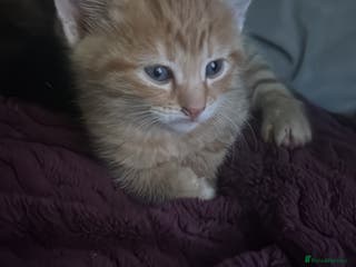 Mixed Breed cats Ginger boy - Advert 8