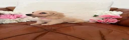 Miniature Dachshund dogs for sale: Pure English Cream Miniature Dachshund  - Advert 4
