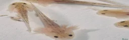 Other/Mixed Breed fish for sale: Lucianic Axolotl Babies – 5–6 Weeks –  Healthy - Advert 3
