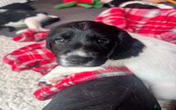 Sprocker dogs for sale: Sprocker Spaniel Puppies - Image 2