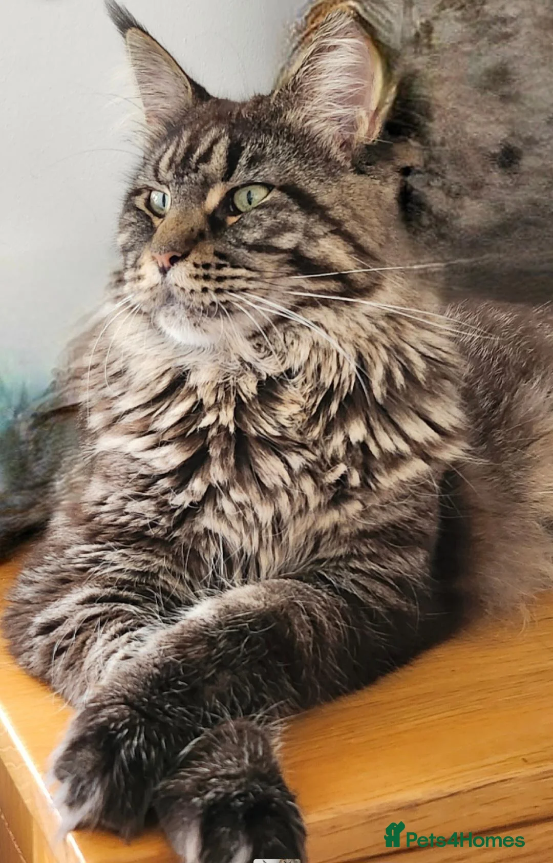 Maine Coon cats for sale: Maine Coone in Brighton - Advert 1