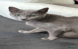 Russian Blue cats for sale: 6mth piercing eyes intact boy - Image 1