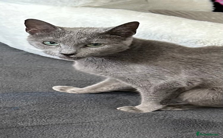 Russian Blue cats for sale - Advert 1