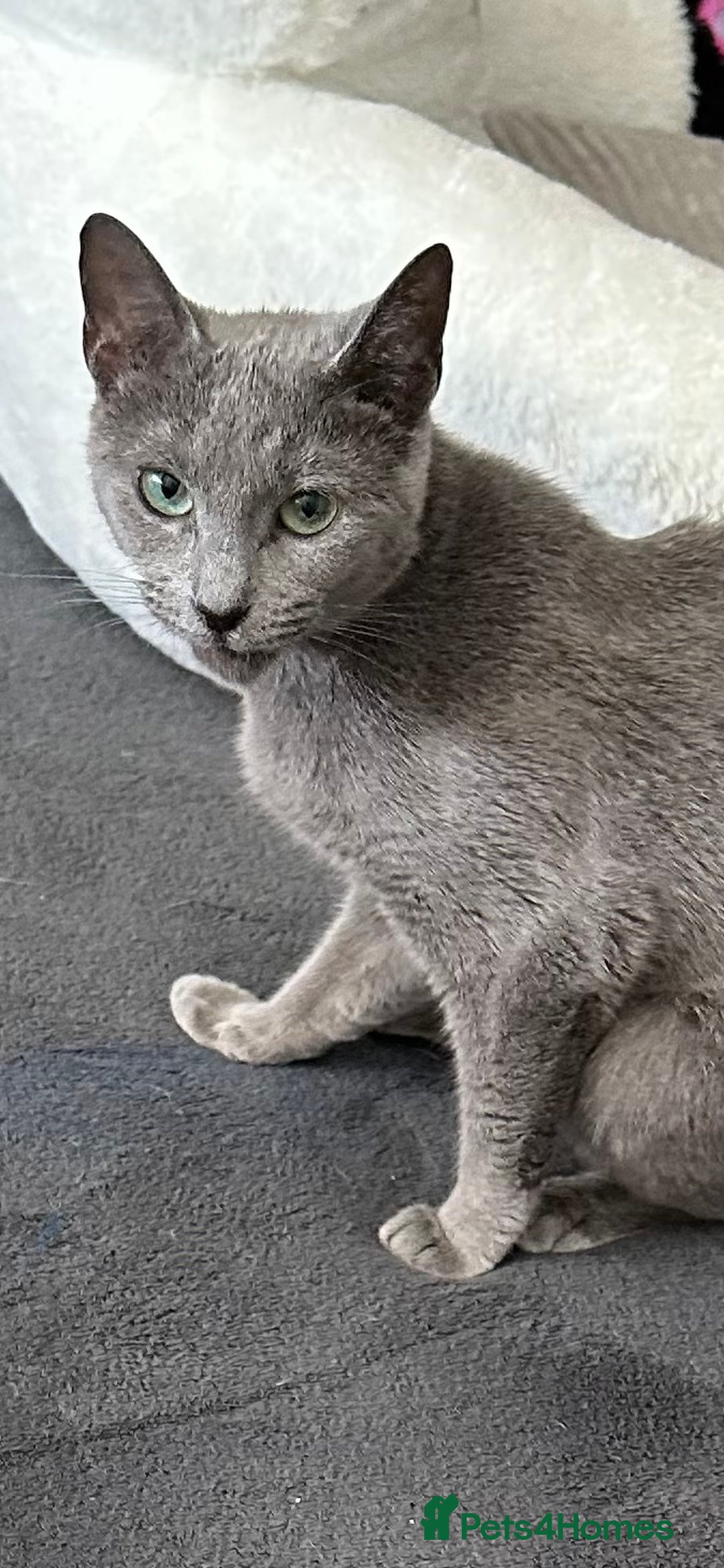 Russian Blue cats for sale: 6mth piercing eyes intact boy - Image 1