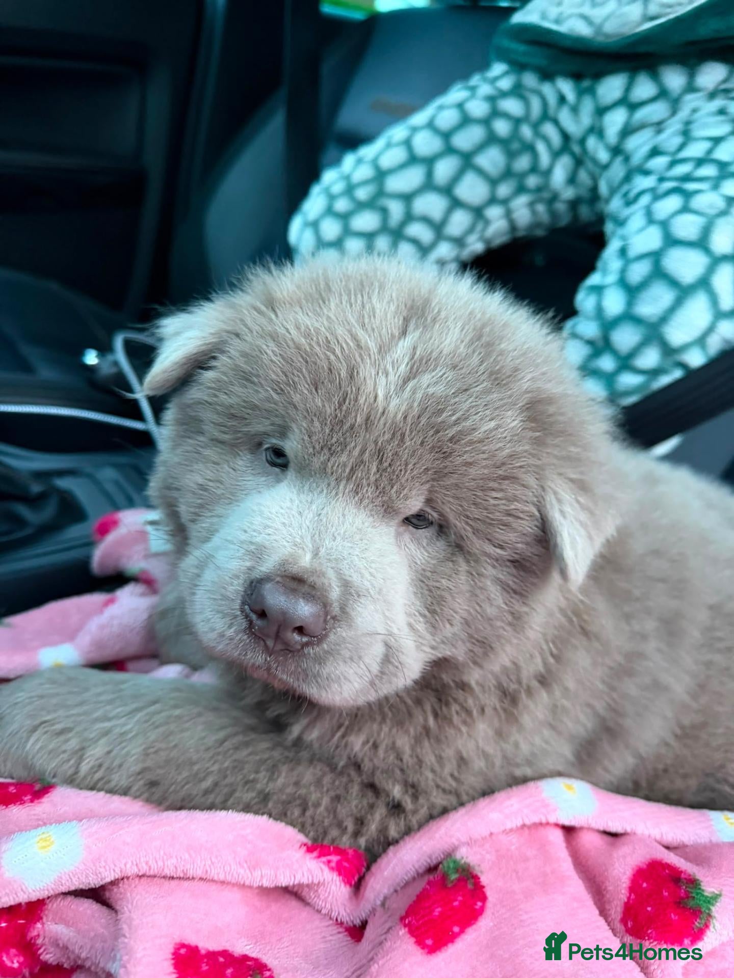 Chow Chow dogs Lovely 8 weeks old boy - Advert 1