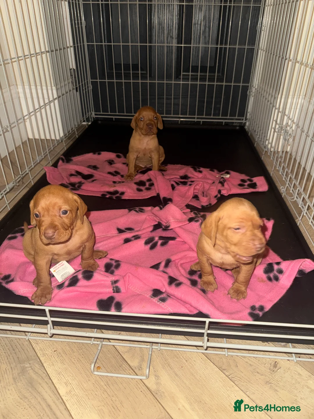 Hungarian Vizsla dogs for sale: Hungarian Vizsla KC Puppies excellent Pedigree - Advert 28