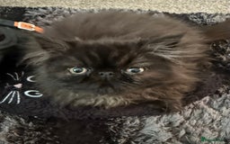 Persian cats for sale: REDUCED GCCF  PERSIANS  - Image 6
