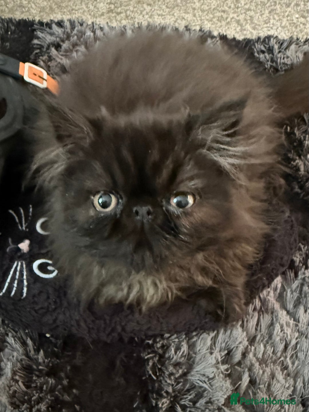 Persian cats for sale: REDUCED GCCF  PERSIANS  - Image 6