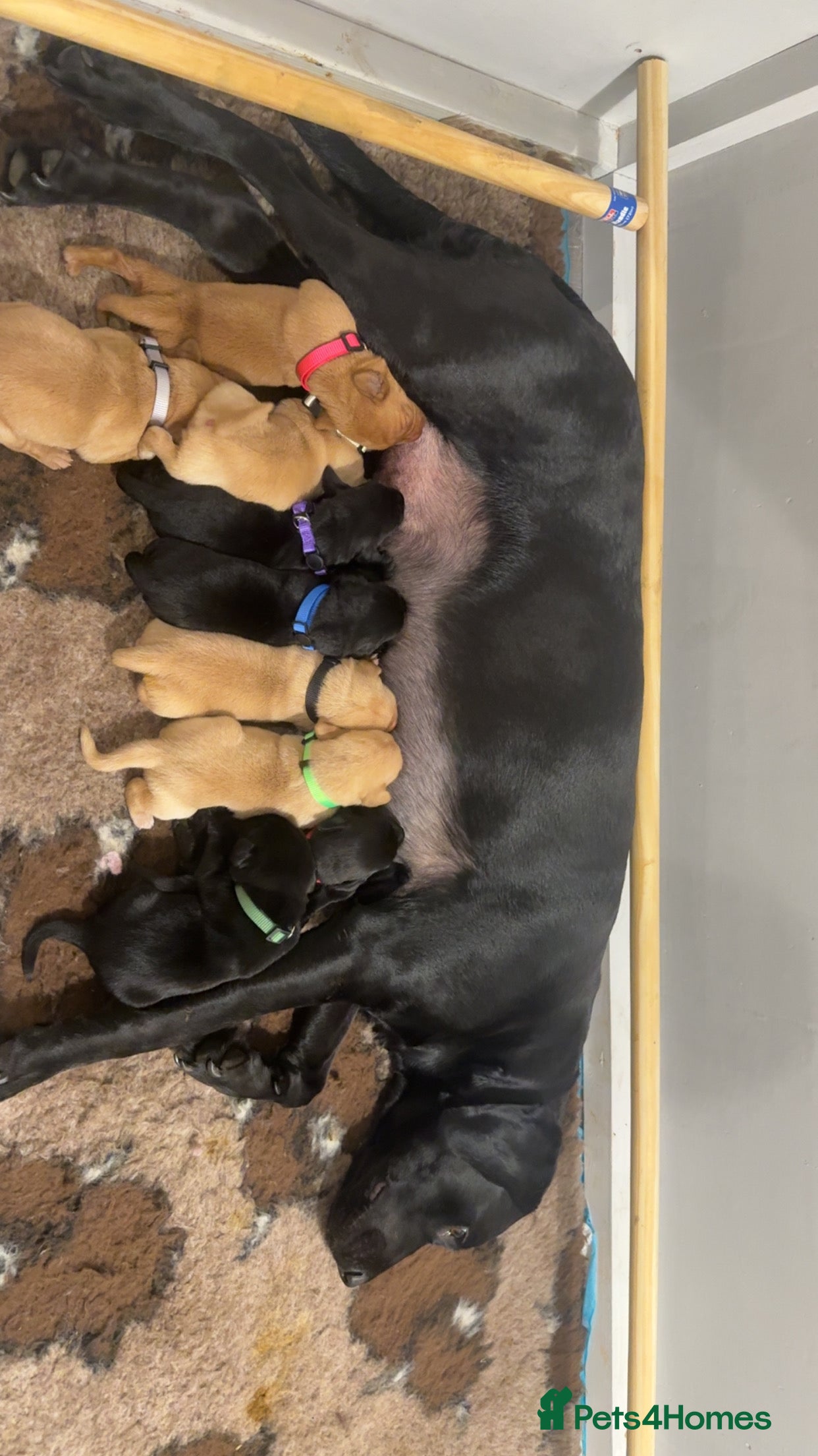 Labrador Retriever dogs Fox red Working labrador puppies for sale - Advert 18