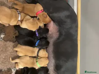 Labrador Retriever dogs Fox red Working labrador puppies for sale - Advert 18