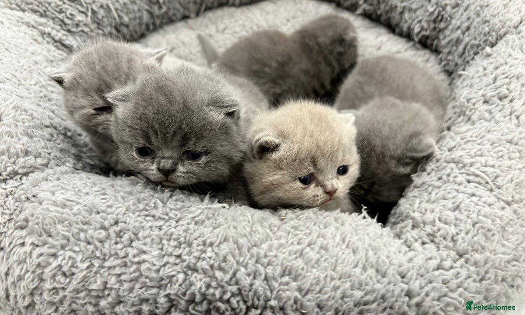 British Shorthair cats for sale: BSH kittens for sale from pedigree parents - Advert 9