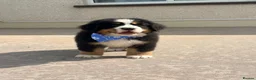 Bernese Mountain Dog dogs for sale: Kc bernese mountain puppies  - Advert 6