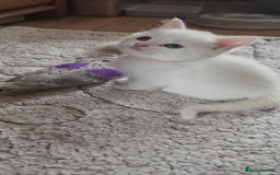 Mixed Breed cats for sale: Pure white kittens Mainecoon x - Image 9