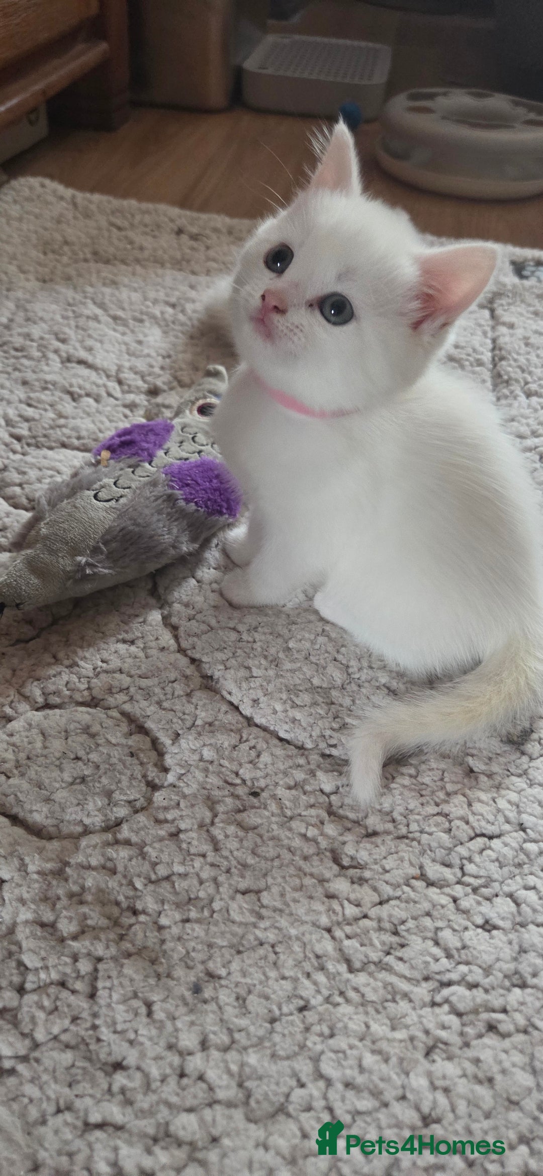 Mixed Breed cats for sale: Pure white kittens Mainecoon x - Image 9