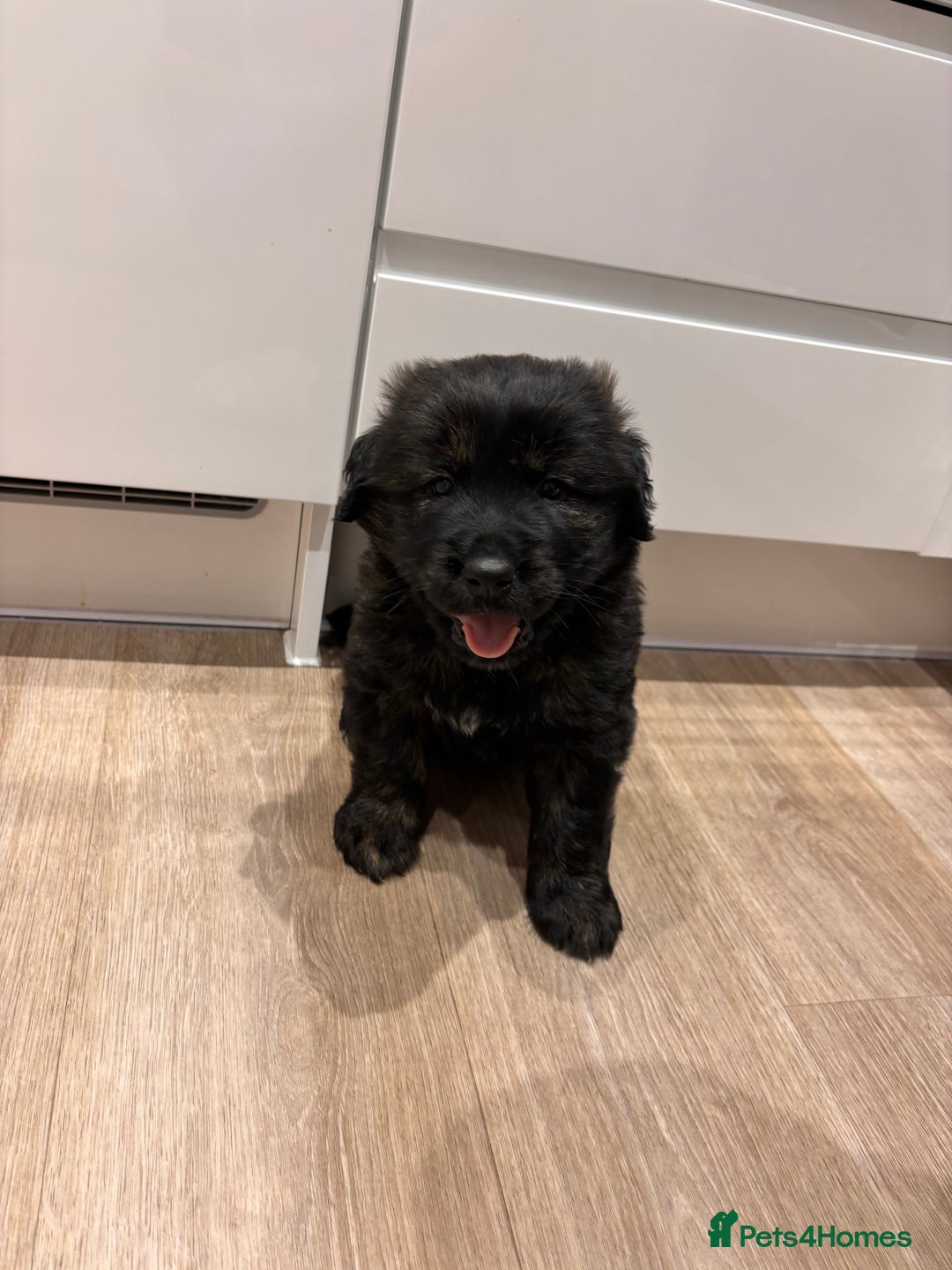 Mixed Breed dogs for sale: Golden retriever x Alaskan chow pup  - Advert 1