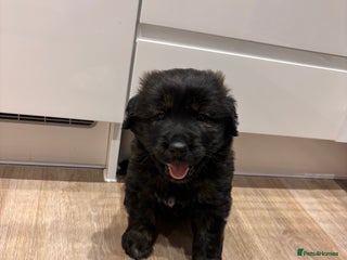 Mixed Breed dogs Golden retriever x Alaskan chow pup - Advert 1