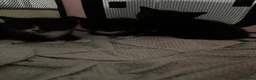 Mixed Breed cats for sale: Tuxedo and black  - Advert 4