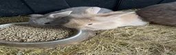 Mini Lion Lop rabbits for sale: Mini lion lop rabbits for sale - Advert 9