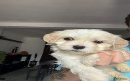 Cavachon dogs for sale: Cavachon f2 puppies  - Image 7