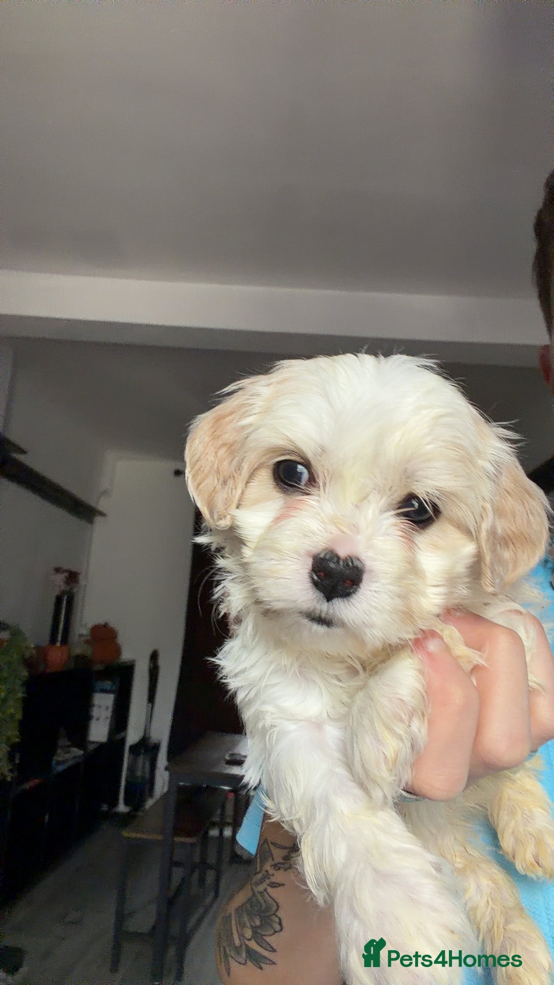 Cavachon dogs for sale: Cavachon f2 puppies  - Image 7