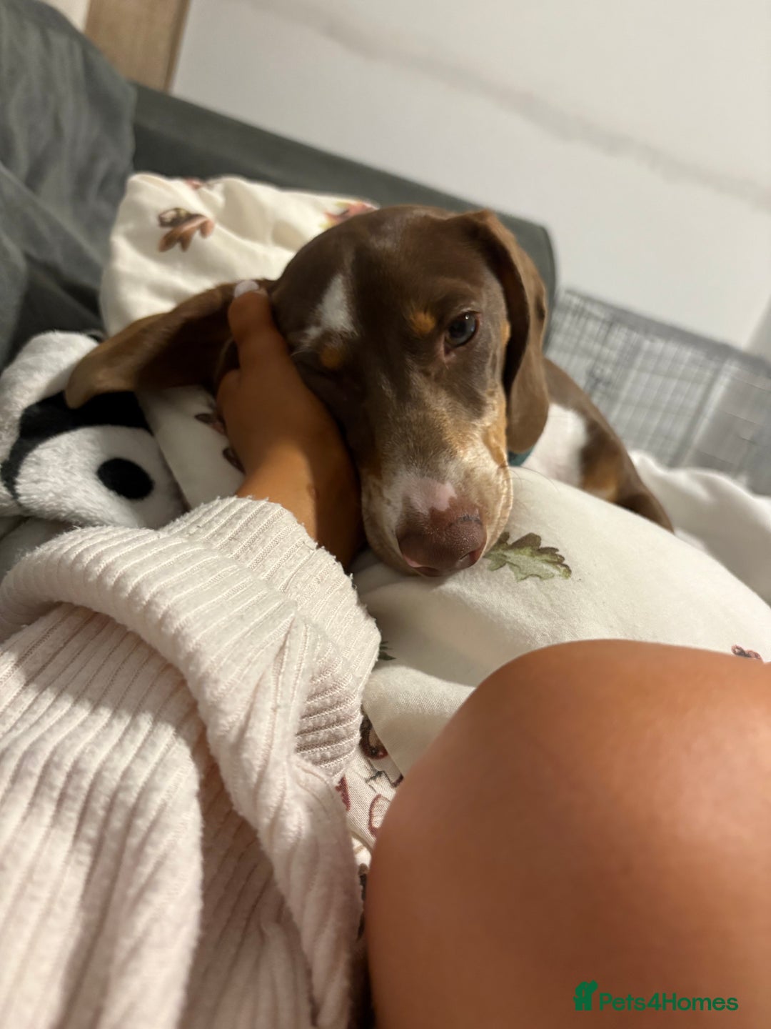 Miniature Dachshund dogs for sale: Milo the miniature dachshund  - Image 10