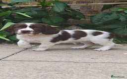 English Springer Spaniel dogs for sale: ESS girl puppies  - Image 19