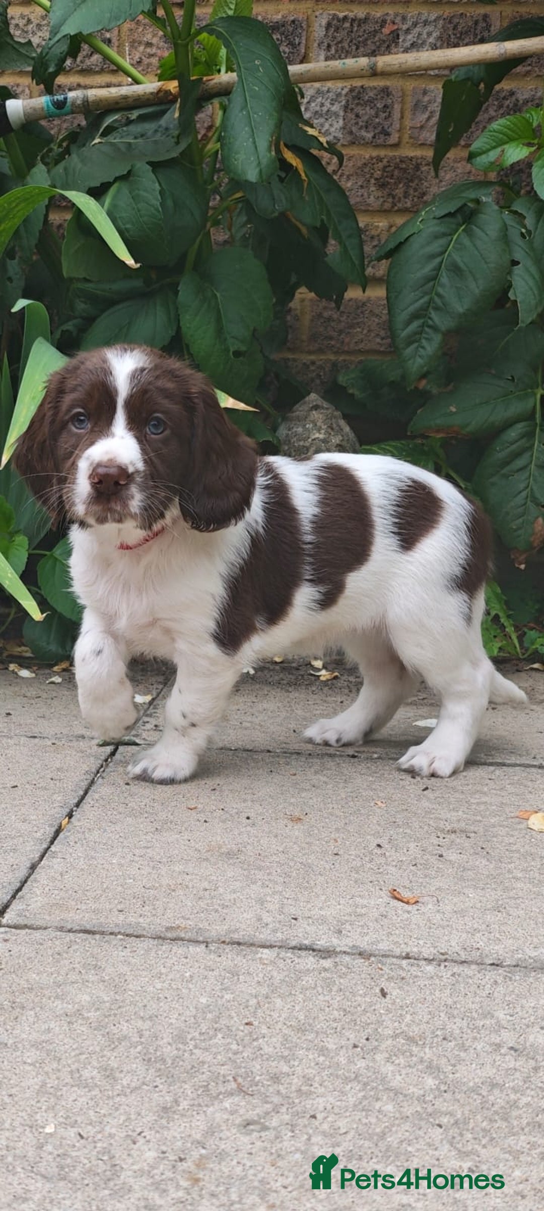 English Springer Spaniel dogs for sale: ESS girl puppies  - Image 19